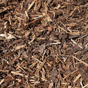 Spruce Ornamental Cut Medium Res
