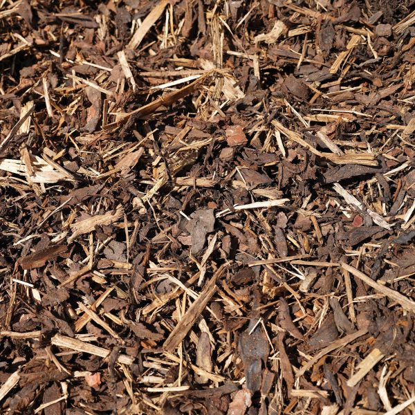 Spruce Ornamental Cut Medium Res